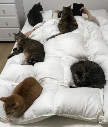 为什么猫咪关在房间里叫？猫咪独自在家叫个不停怎么办？-1