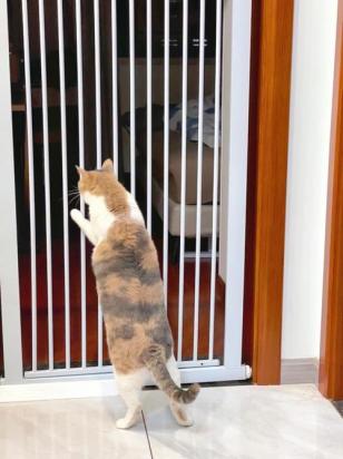为什么猫咪关在房间里叫？猫咪独自在家叫个不停怎么办？-2