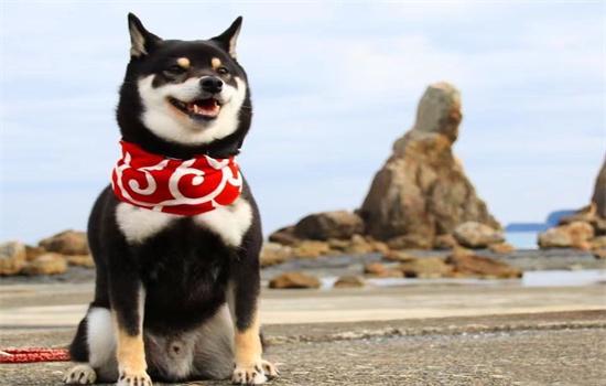 什么颜色的柴犬最好-图1