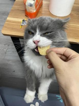猫咪为什么不吃土豆片呢