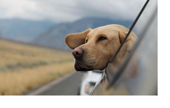英国波音达犬性格