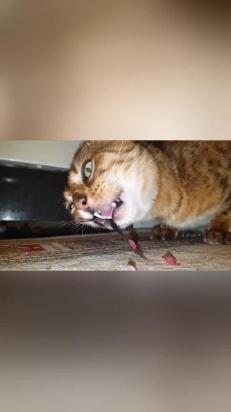 猫咪吃鱼为什么不会卡刺呢-图1