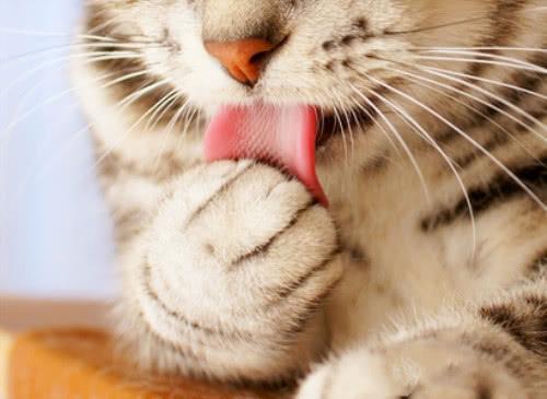 猫咪吃鱼为什么不会卡刺呢-图2