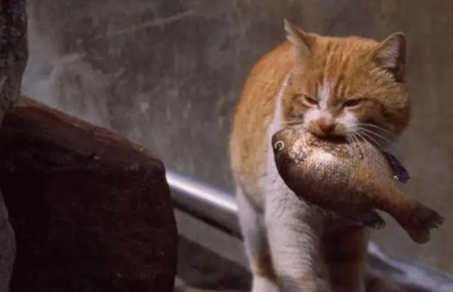 猫咪吃鱼为什么不会卡刺呢-图3