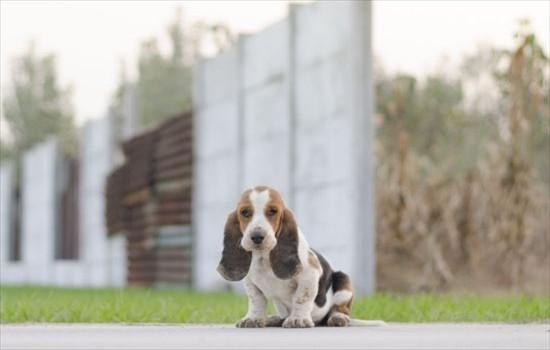 ​巴吉度犬为什么没人养-图1