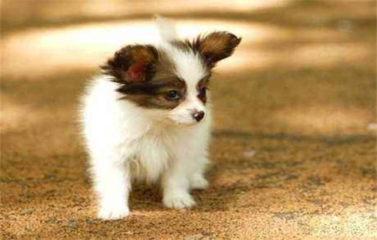 ​蝴蝶犬的寿命有多长-图1