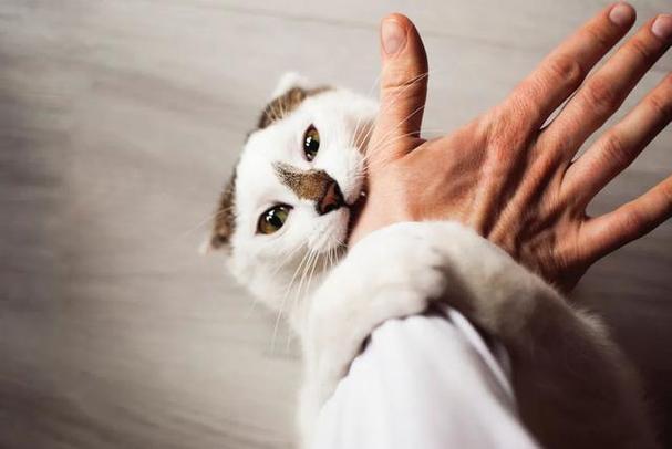 猫咪为什么攻击主人手机-图2