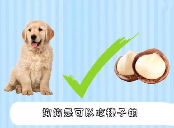 狗能吃榛子吗-图1