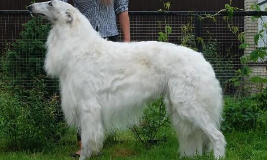 苏俄猎狼犬十大猎犬排名-图1