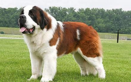十大巨型犬图片排行