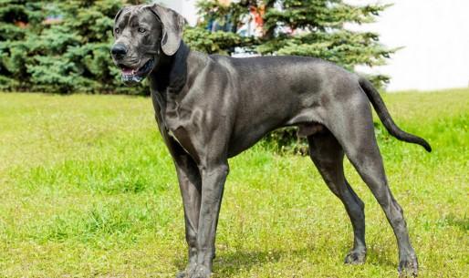 世界上最大的奏犬品种