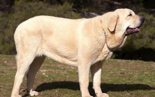 西班牙黎犬幼崽多少钱一只-图1