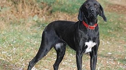 纯种普罗特猎犬图片-图1