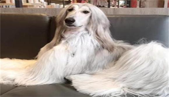 白色长毛犬是什么品种-图1