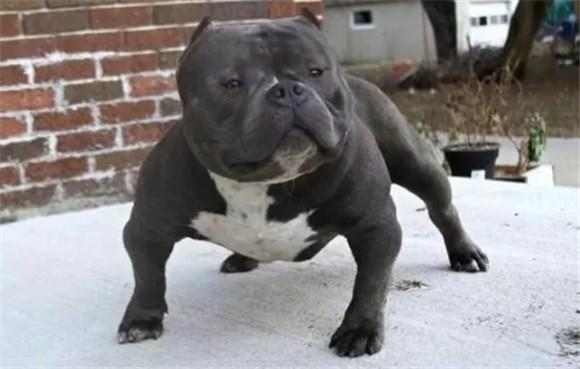 美国斗牛犬和恶霸犬的区别