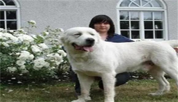 中亚牧羊犬咬合力是多少磅-图1