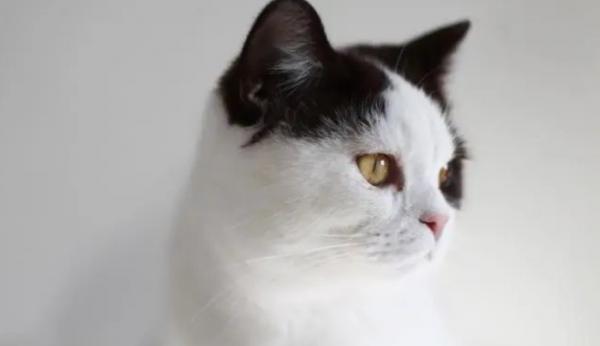 猫和女人的共同点-图1