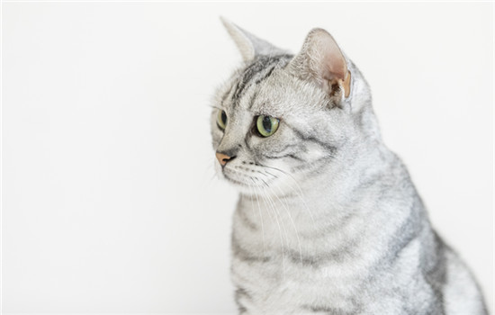 猫咪驱完虫可以跟人睡一起吗