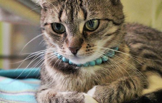 猫咪便便干硬怎么解决-图1