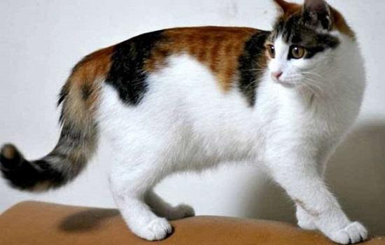 家养三花猫注意事项-图1