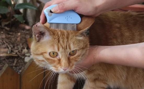 猫有跳蚤怎么处理-图2