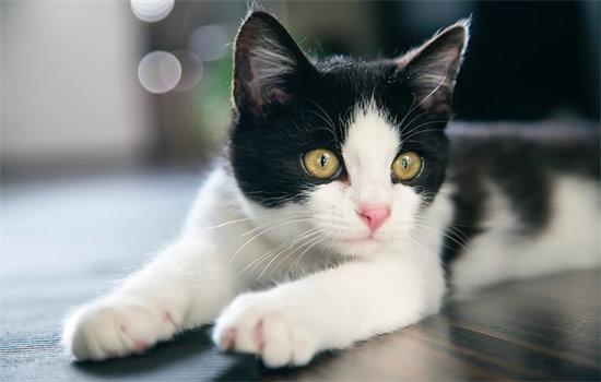 猫有跳蚤怎么处理-图3