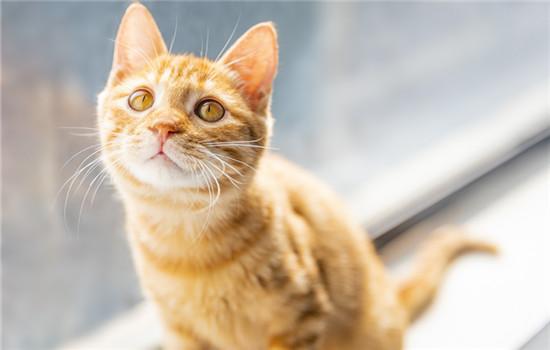 猫咪一直吐舌头喘气是怎么回事-图1