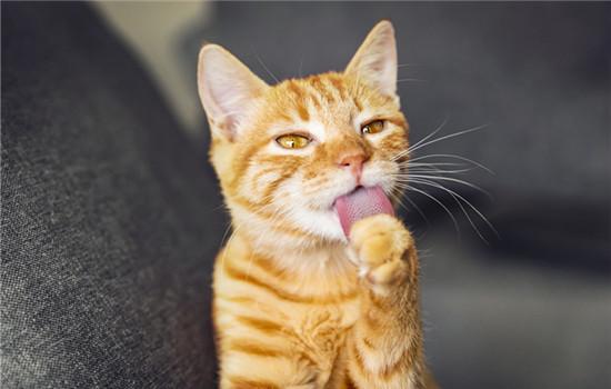 夏天猫张嘴呼吸正常吗-图1