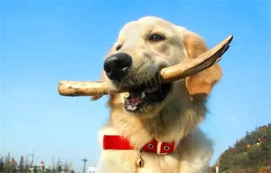 狗误食异物怎么办?-图1