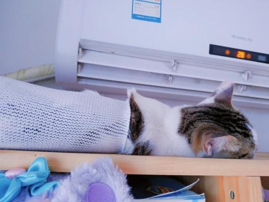 猫咪吹空调会感冒吗-图1
