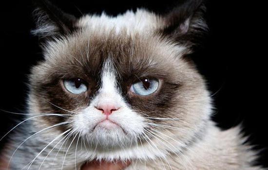 猫咪拉白色虫子怎么办-图1