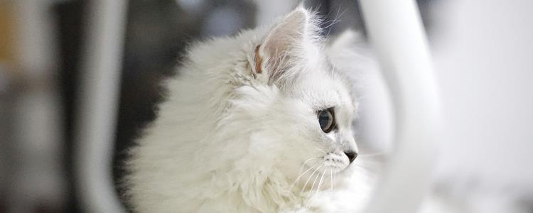 如何改善猫毛粗糙干燥-图1