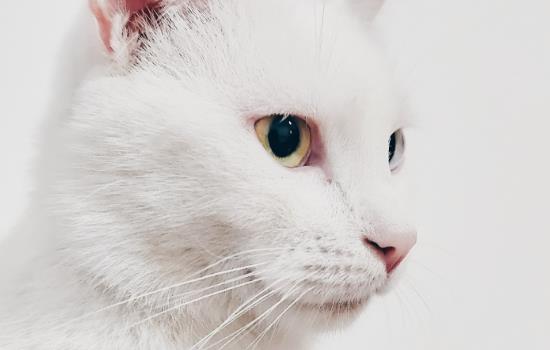 小奶猫在睡觉说明吃饱了吗-图1