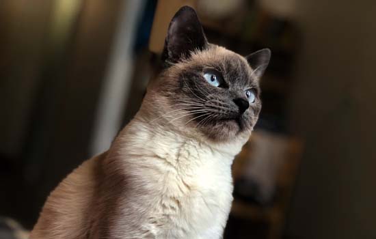 猫咪猫三联打几针有效