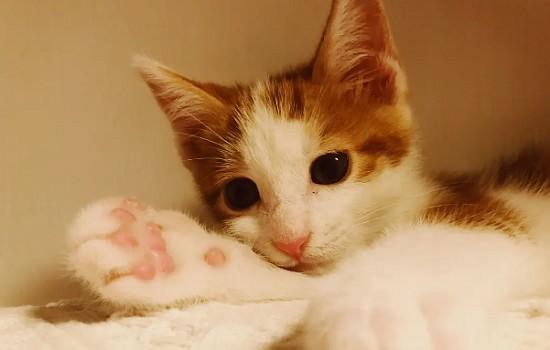 小奶猫快不行的表现-图1