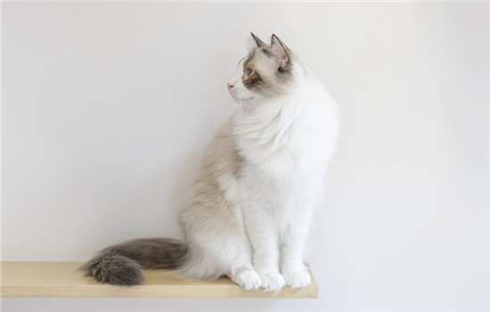 猫咪吐黄水带泡沫是怎么回事-图1