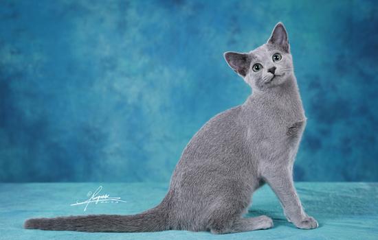 冬天托运猫咪会冻着吗-图1