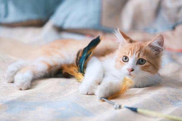 猫条一天吃多少合适-图1