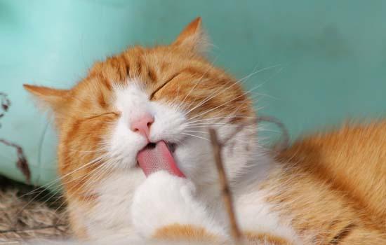 可以打猫的头吗-图1