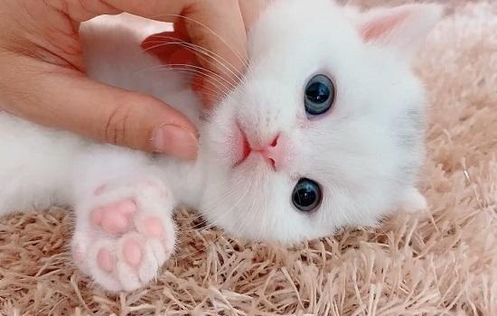 小奶猫吃什么?-图1