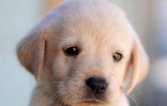 拉布拉多幼犬喂多少-图1