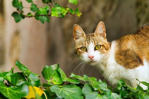 捡到小猫没有羊奶粉怎么办-图1