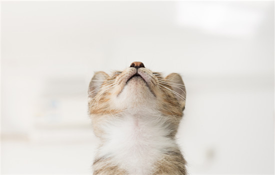 猫咪耳朵背面毛有点秃怎么办-图1
