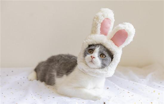 猫眼睛白色粘稠状眼屎怎么办-图1