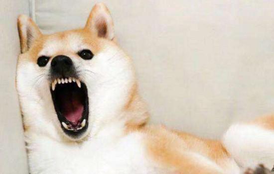 为什么柴犬不能打-图1