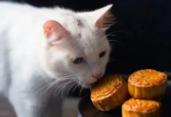 猫可以吃月饼吗-图1
