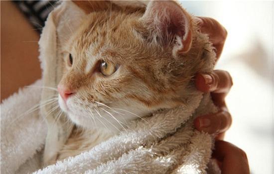 猫不肯吹毛怎么弄干-图1