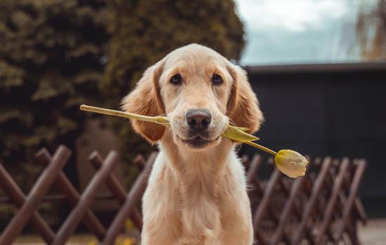 博美犬几个动作说明他爱你-图1