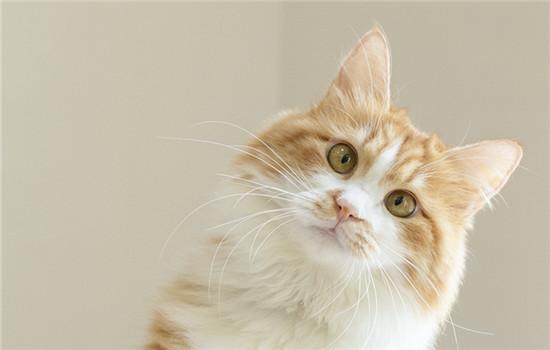 蓝猫能吃巧克力吗-图1