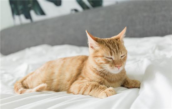英短蓝猫认主人的表示